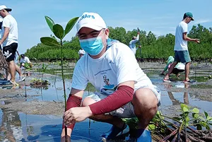 マングローブの植林活動