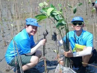 マングローブの植林活動