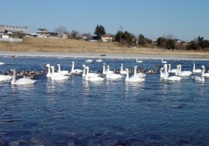 荒川の白鳥