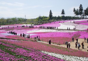 秩父の芝桜