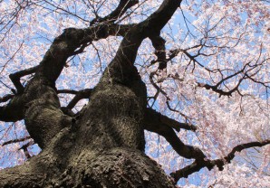 しだれ桜