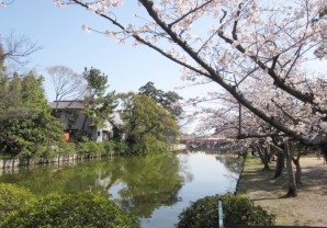 九華公園の桜