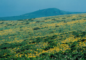 夏の霧ケ峰高原