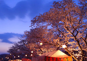 海蔵川桜