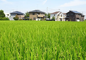 稲穂と建売り住宅