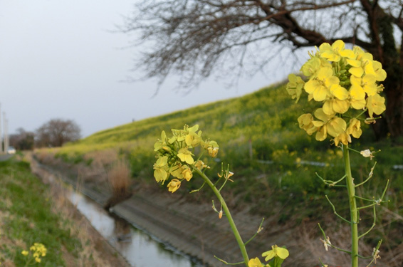 吹上堤に咲く菜の花