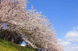 四日市市富田地区の十四川の桜