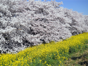 熊谷桜堤