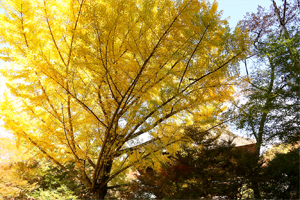 霊松寺のお葉付き銀杏