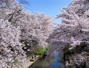 元荒川の桜